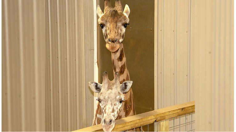 Tajiri the Giraffe and his new mate (Provided by Animal Adventure Park) 