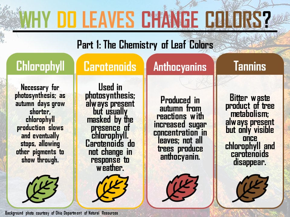 A colorful creation: The chemistry of fall foliage